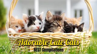 Adorable Cute Cats [ BEST Compilation ]