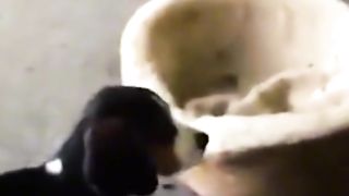 The end???? #funny #funnyvideos #animals #haha #dog #cat #pet #wee #foryou #viral