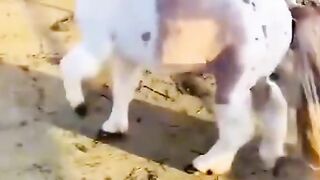 The end???? #funny #funnyvideos #haha #animals #dog #pet #cat #wee #foryou #viral 2