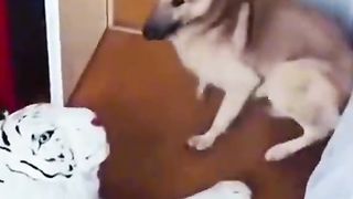 The end???? #funny #funnyvideos #haha #animals #dog #cat #pet #foryou #viral