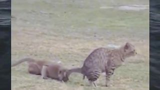 Tò mò thôi ???????????????? #haihuoc #fyp #meme #xuhuong #funnyvideo #funnyvideos #fypシ #funnyvideoanimals