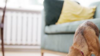"Quand l'amour d'un chien change une vie"