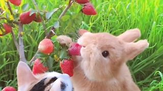 Rabbit eat 2