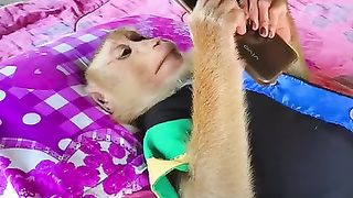 Monkey watching Youtube alone.