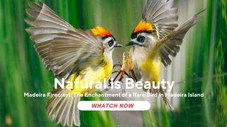 Madeira Firecrest: The Enchantment of a Rare Bird in Madeira Island