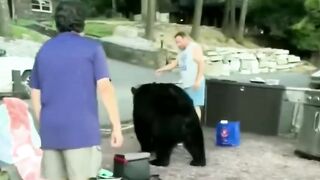 Bear tries to join the party