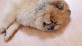 "Le Chien, le Meilleur Ami de l'Homme : Une Histoire de Joie et de Bonheur"