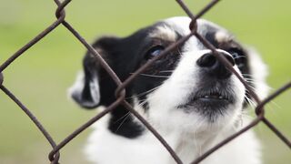 "Le chien le plus mignon du monde : Rook"