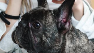 "Chien et nature : Une harmonie parfaite avec Folgy"