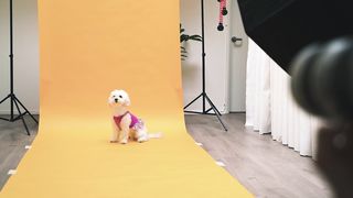 "Chien et nature : Une harmonie parfaite avec KOUKY"