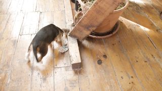 "Rires, câlins et aventures avec CHIZOU"