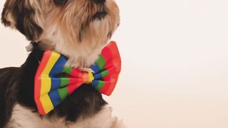 "Le charme irrésistible de ROUCKY : Moments adorables"
