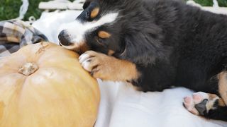 "Un chien en or : CHYNY répandant la joie"