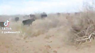 Correte