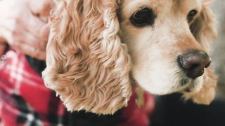 "L'Amitié à Quatre Pattes : CHOUCHOU "