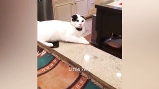 Funniest Animals 2023 ???????? Best Cats and Dogs Videos ????????
