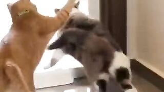 Laugh Laugh Laugh 0 || Funny Videos || Funny || Funny Cats || Songs Heaven.