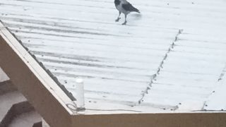 Crow rules the street