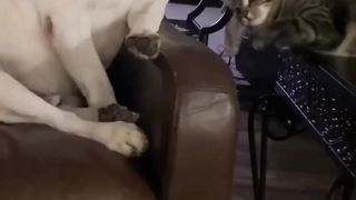 funny animals video #shortvideo #shorts