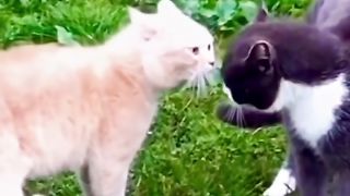 Funny Cat Viral Video 18