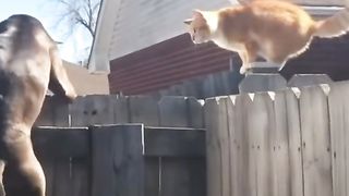 Funny Dog Vs Cat Viral Video 5