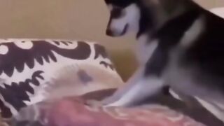 Funny Dog Vs Cat Viral Video 6