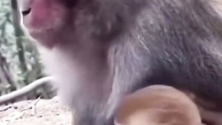 Funny Monkey Viral Video 28