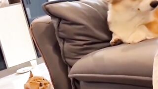 Funny Cat Viral Video 19