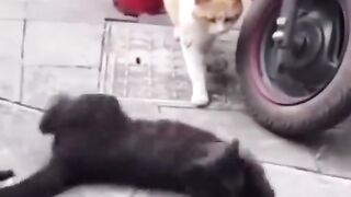 Funny Cat Viral Video 20