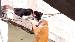 Funny Cat Viral Video 21
