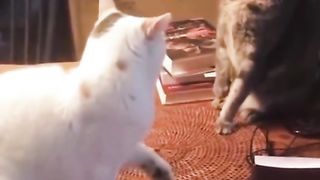 Funny Cat Viral Video 22