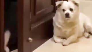 Funny Cat Vs Dog Viral Video 8