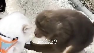Funny Monkey Viral Video 29