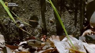 Snake 11