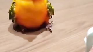 Xayvonlar