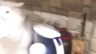 Uy xayvonlar