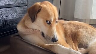 Don't try to mess with these dog - Funny Dog Videos 2023