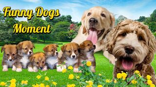 Funny Dogs Moment ( A collection of cute and adorable dog behavior )