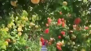 Nature 129