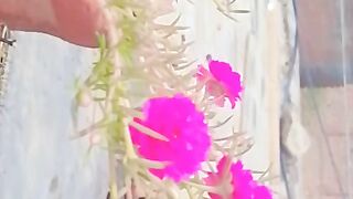 Phool