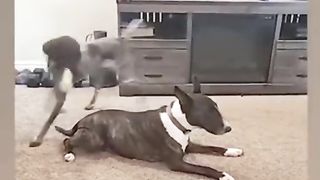 Funny Dog Viral Video 11