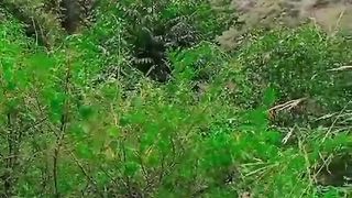 Vade E  Kaghan so beautiful view