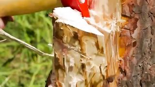 Incredible Campfire Food to Make Your Camping Trip Yummier