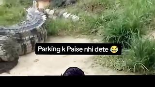 Funny Crocodile Viral Video 3