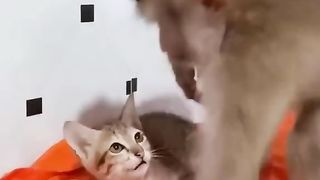 Funny Monkey Vs Cat Viral Video