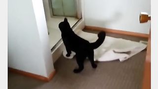 Funny Cat Vs Dog Viral Video 9