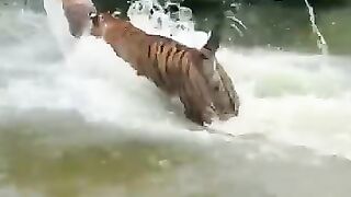 Playing with tiger..