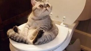 Try Not To Laugh - Funny Cat And Dog Vines Compilation 2022