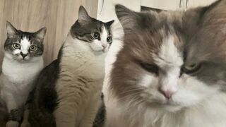 Funny Cat And Dog Video Compilation 2022