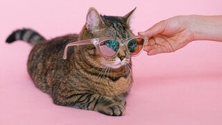 Best Funny Animal Videos compilation. Try not to laugh